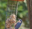 Nourrir Les Oiseaux Du Jardin Luxe Nourrir Les Oiseaux Oui Mais Surtout Ne Pas Les Intoxiquer