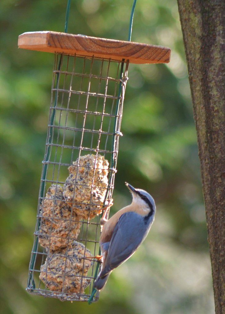 Nourrir Les Oiseaux Du Jardin Luxe Nourrir Les Oiseaux Oui Mais Surtout Ne Pas Les Intoxiquer