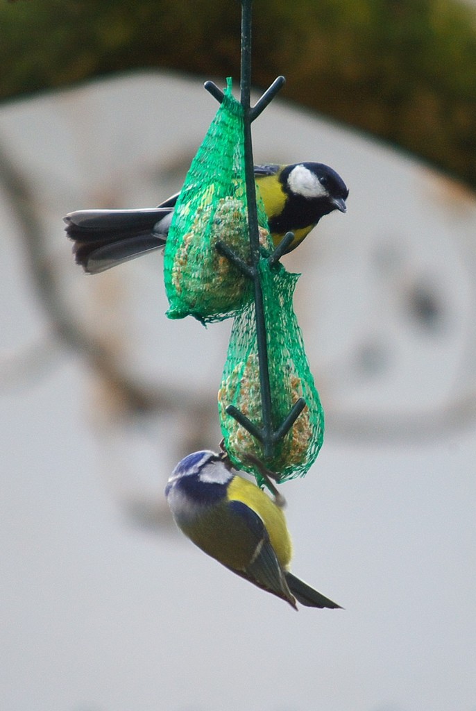 Nourrir Les Oiseaux Du Jardin Luxe Reconna Tre Les Oiseaux Du Jardin