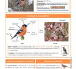 Nourrir Les Oiseaux Du Jardin Luxe toutes Les Fiches Esp¨ces