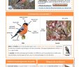 Nourrir Les Oiseaux Du Jardin Luxe toutes Les Fiches Esp¨ces