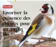 Nourrir Les Oiseaux Du Jardin Nouveau Les Dossiers Le Potager Permacole