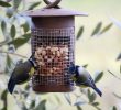 Nourrir Les Oiseaux Du Jardin Nouveau Mangeoire Ou Silo   Cacahu¨tes Pour Les Oiseaux – Objectif