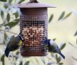 Nourrir Les Oiseaux Du Jardin Nouveau Mangeoire Ou Silo   Cacahu¨tes Pour Les Oiseaux – Objectif