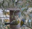 Nourrir Les Oiseaux Du Jardin Nouveau Mangeoire Ou Silo   Cacahu¨tes Pour Les Oiseaux – Objectif