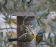 Nourrir Les Oiseaux Du Jardin Nouveau Mangeoire Ou Silo   Cacahu¨tes Pour Les Oiseaux – Objectif