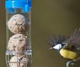 Nourrir Les Oiseaux Du Jardin Nouveau Ment Et Quand Nourrir Les Oiseaux Du Jardin Hello Birdy