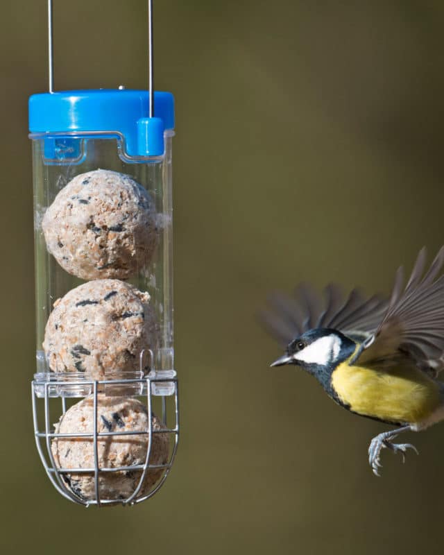 Nourrir Les Oiseaux Du Jardin Nouveau Ment Et Quand Nourrir Les Oiseaux Du Jardin Hello Birdy