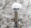 Nourrir Les Oiseaux Du Jardin Nouveau Vogelwarte Nourrir Les Oiseaux En Hiver