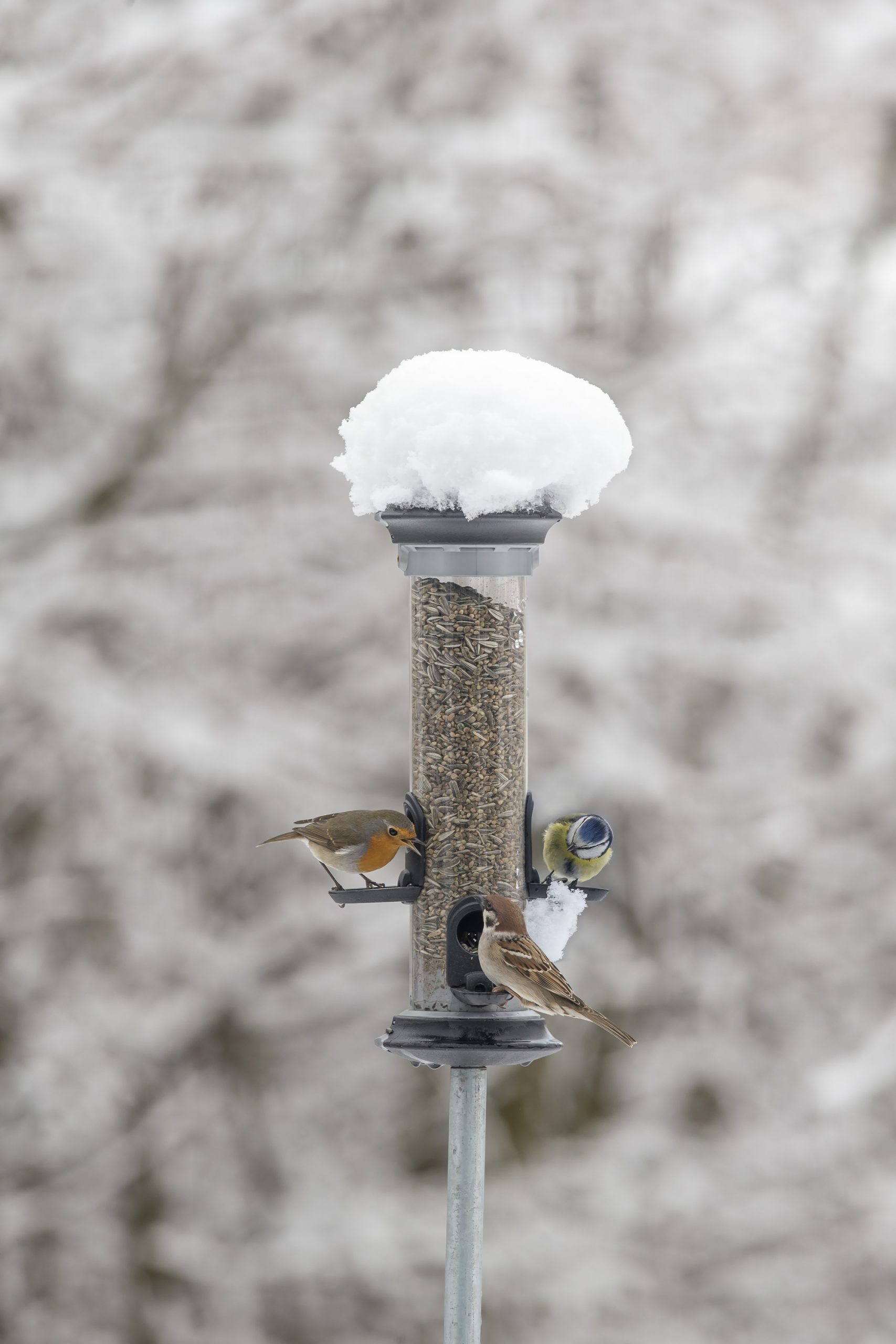 Nourrir Les Oiseaux Du Jardin Nouveau Vogelwarte Nourrir Les Oiseaux En Hiver