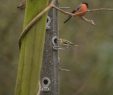 Nourrir Les Oiseaux Du Jardin Unique Nourrir Les Oiseaux Des Jardins tout En Les Protégeant