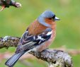 Nourrir Les Oiseaux Du Jardin Unique Nourrir Les Oiseaux L Hiver – Biodiversité – Colocaterre