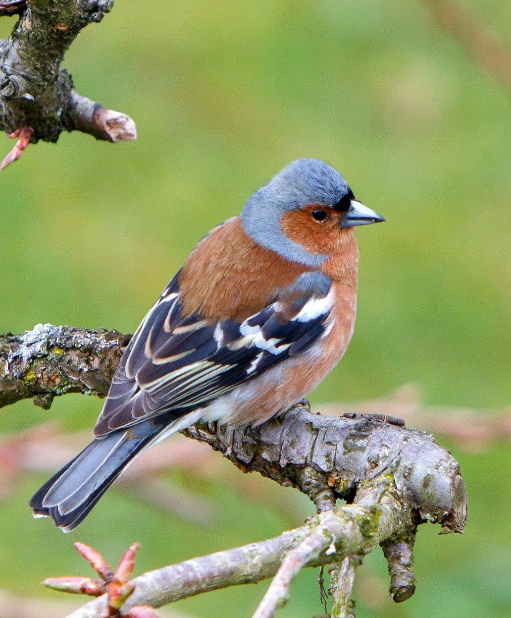 chaffinch 1920 e