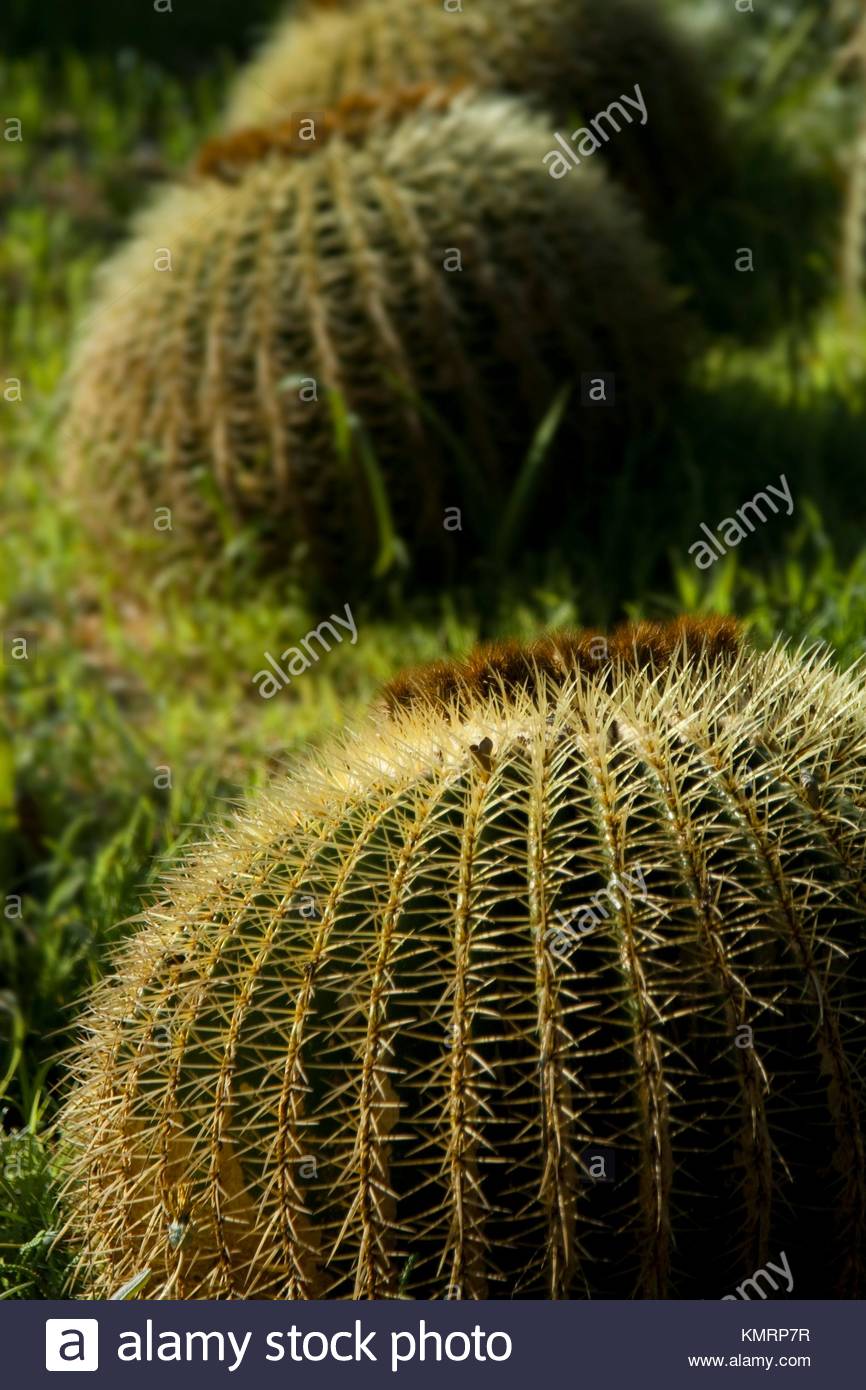 cactceas echinocactus del jardn subtropical jardin botnico mar i murtra KMRP7R